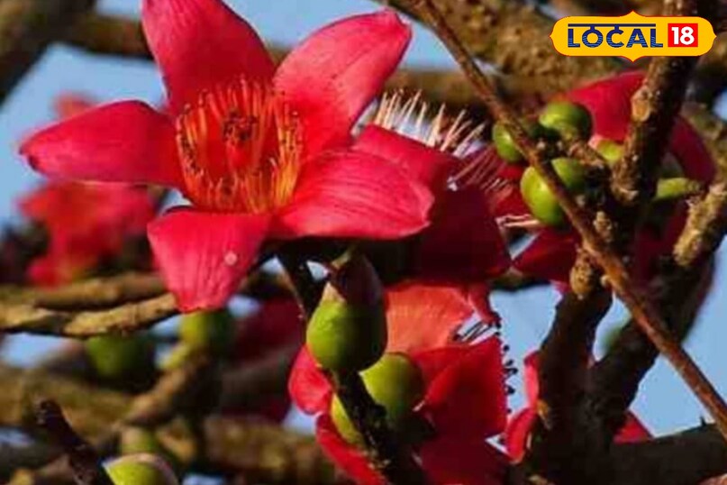 Moradabad news, hindi news, local news, up news, मुरादाबाद समाचार, हिंदी समाचार, लोकल समाचार, यूपी समाचार।