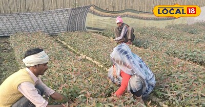 एक ही खेत से तीन कमाई, फूल-सब्जी-अनाज उगाकर किसान करें डबल नहीं, ट्रिपल फायदा