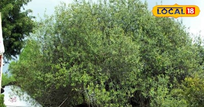 अल्मोड़ा कल्प वृक्ष 