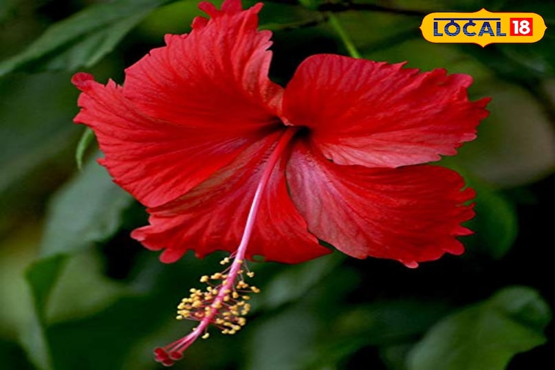 hibiscus