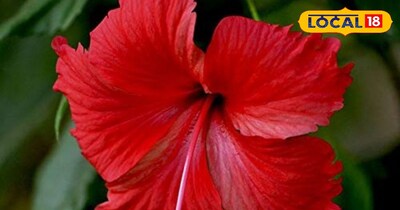 हर पंखुड़ी में छुपा आयुर्वेद का भरोसा- गुड़हल का फूल