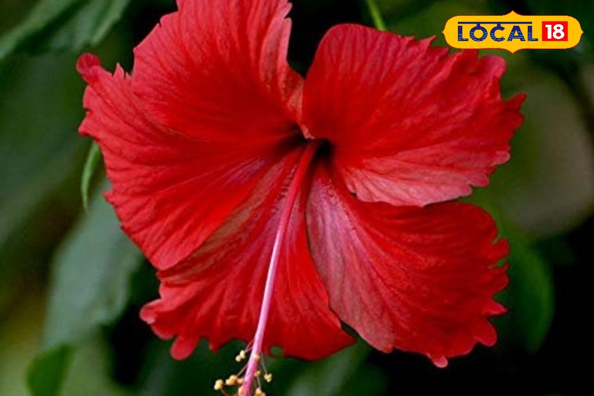 एक फूल, अनेक फायदे! यहां जानिए गुड़हल के जबरदस्त उपयोग और फायदे