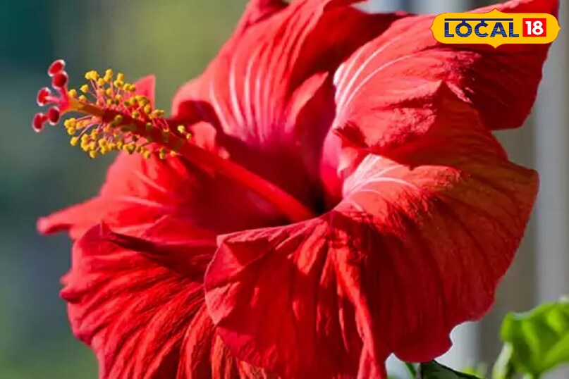 hibiscus is beneficial for hair 