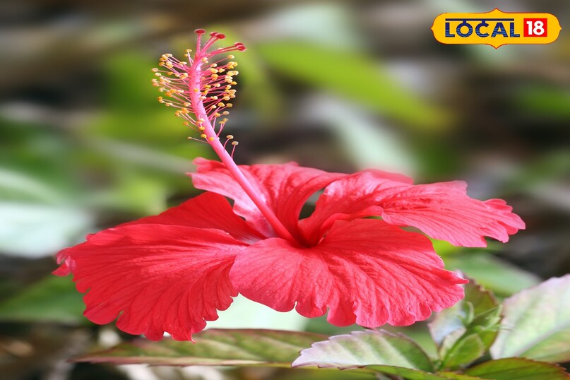 hibiscus and beauty 