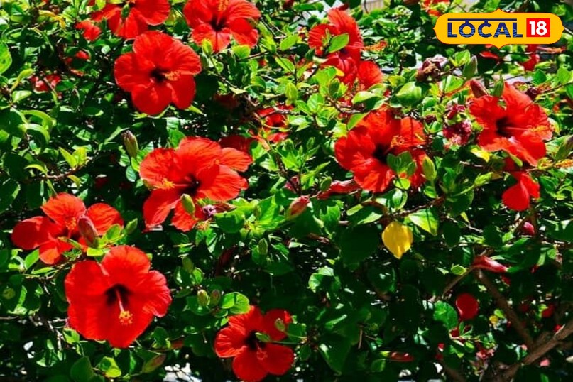 importance of hibiscus in aayurveda 