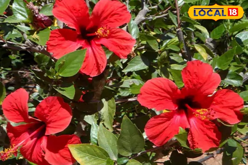 benefits related to health 