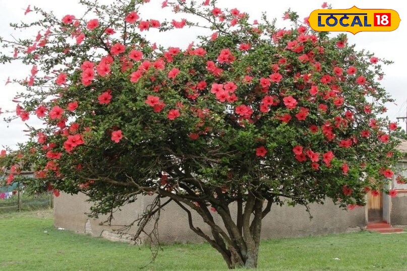 hibiscus plant and nature 