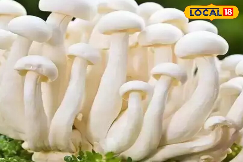 मुशरूम वेज लोगो के लिए है अच्छा विकल्प 