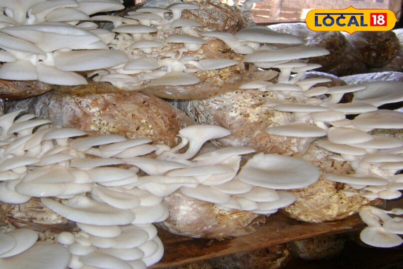 मशरुम हड्डियों को करता है मजबूत 