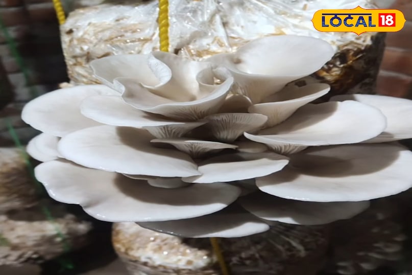 सबसे पहले ताजा ओयस्टर मशरुम घर पर ले आए.