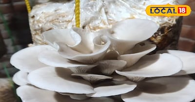 ठंड मे बनाये ओयस्टर मशरुम