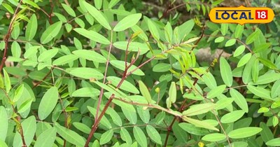 कसौंदी का पौधा।<br>