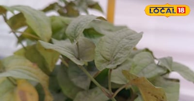 पीपली का पौधा 