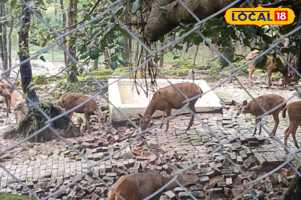 शेर से लेकर मगरमच्छ तक! देहरादून जू में जानवरों को दी जा रही विंटर स्पेशल डाइट