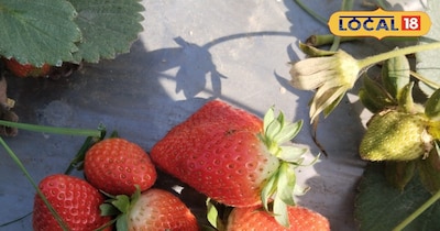 स्ट्रॉबेरी की खेती 