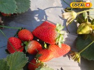 स्ट्रॉबेरी की खेती करते समय बरतें ये सावधानियां, अच्छी होगी पैदावार