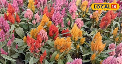 यह फूल अलग अलग कलर में दिखता है