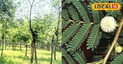 Teacher Couple Transforms Barren Land into Fertile Fields, Earning Millions