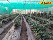 कोहरा कर रहा है पौधों को बर्बाद? अपनाएं ये 5 देसी अचूक उपाय, ठंड में आएगी...