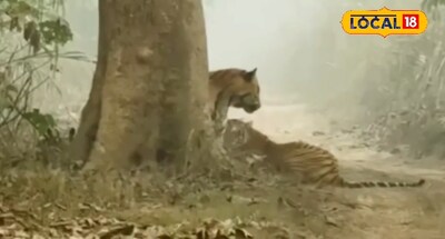 चहलकदमी करते नजर आया बाघों का जोड़ा.