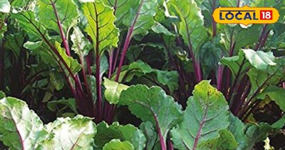 कई बीमारियों में है रामबाण