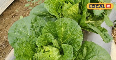 नापा पत्ता गोभी.