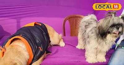 घरों में रखे जाने वाले खास डॉग्स