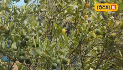 एक बार नहीं साल में तीन बार यह वैरायटी देता है फलन