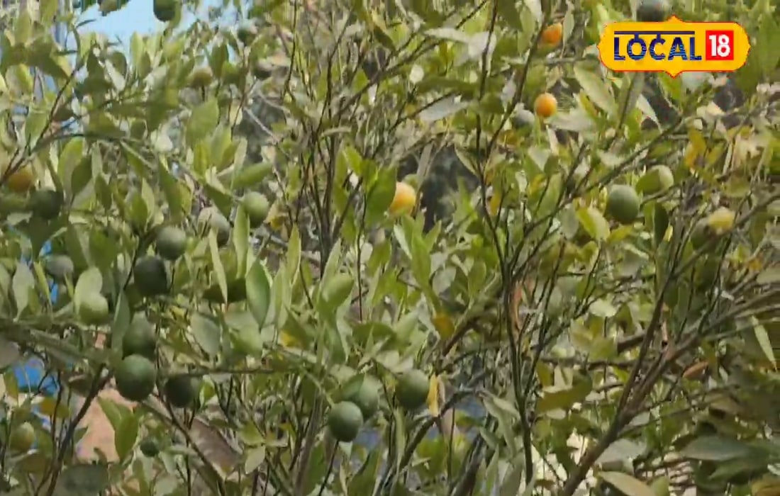 कम समय में करना चाहते हैं तगड़ी कमाई, तो करें इस चीज की खेती