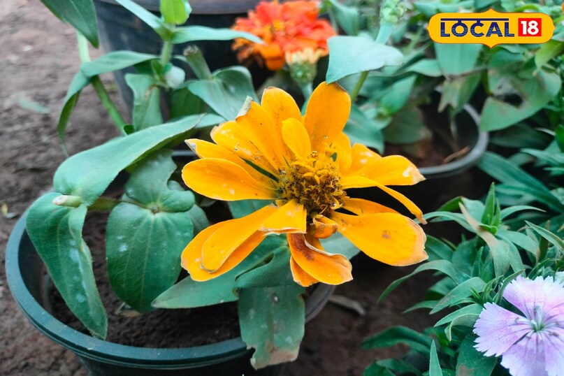 Home Garden Winter Flowers, Unique Flowers for Home Garden, बागवानी टिप्स, local18, khargone letest news, Madhya Pradesh hindi news 
