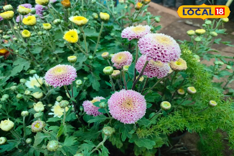 Home Garden Winter Flowers, Unique Flowers for Home Garden, बागवानी टिप्स, local18, khargone letest news, Madhya Pradesh hindi news 