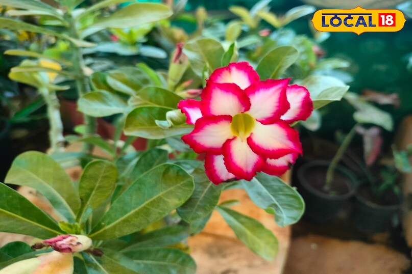 Home Garden Winter Flowers, Unique Flowers for Home Garden, बागवानी टिप्स, local18, khargone letest news, Madhya Pradesh hindi news