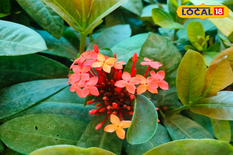 Home Garden Winter Flowers, Unique Flowers for Home Garden, बागवानी टिप्स, local18, khargone letest news, Madhya Pradesh hindi news 