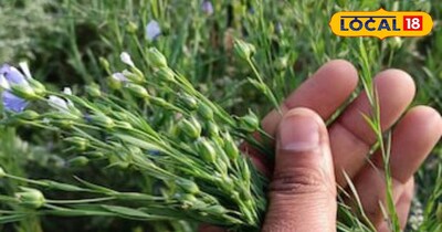 अलसी की खेती कर कमाएं तगड़ा मुनाफा।