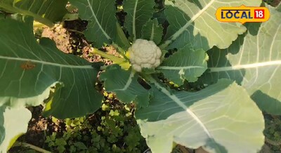 गार्डन के छोटे से एरिया में ही घर में ही उगा ले फूलगोभी, इस तरीके से पंचरत्न खाद