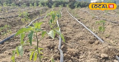 सब्जी की खेती।