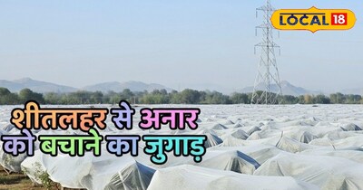 शीतलहर से अनार को बचाने के लिए किसानों ने अपनाया देशी जुगाड़