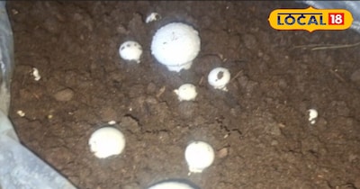 मशरूम उत्पादन 