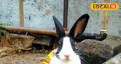 खरगोश कि तस्वीर