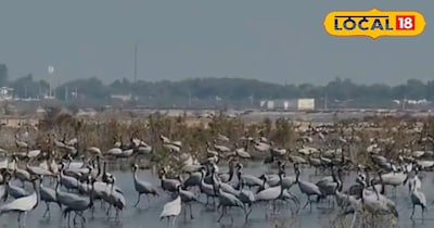 लूणकरणसर की खारे पानी की झीलें कुरजां के लिए अत्यंत अनुकूल मानी जाती