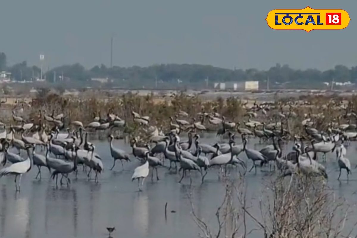 बीकानेर के रेगिस्तान में चमत्कार 20 हजार कुरजां ने वेटलैंड को बनाया घर देखें