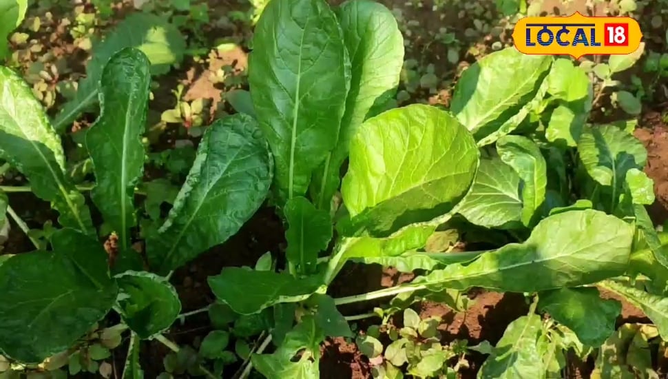 घर की बाड़ी में उगाएं मूली भाजी 30 दिन में मिलेगी ताज़ी सब्जी बस्तर किसान से समझें