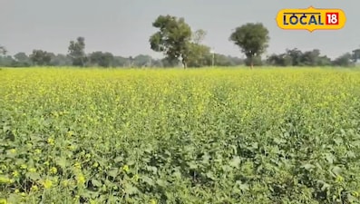 सरसों की फसल पर कोहरे और शीत लहर का पड़ सकता है बड़ा असर