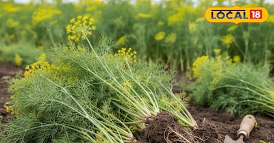 सोया साग