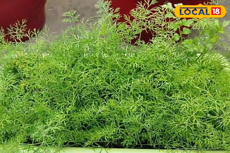 सोया साग से ज्यादा कटिंग कैसे लें, सोया साग की फसल कैसे उगाएं, सोया साग को कोमल कैसे बनाएं रखें, सोया साग को कैसे पकाएं, लोकल 18, How to take more cuttings from soya greens, how to grow soya greens, how to keep soya greens tender, how to cook soya greens, local