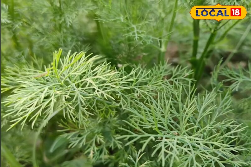 सोया साग से ज्यादा कटिंग कैसे लें, सोया साग की फसल कैसे उगाएं, सोया साग को कोमल कैसे बनाएं रखें, सोया साग को कैसे पकाएं, लोकल 18, How to take more cuttings from soya greens, how to grow soya greens, how to keep soya greens tender, how to cook soya greens, local