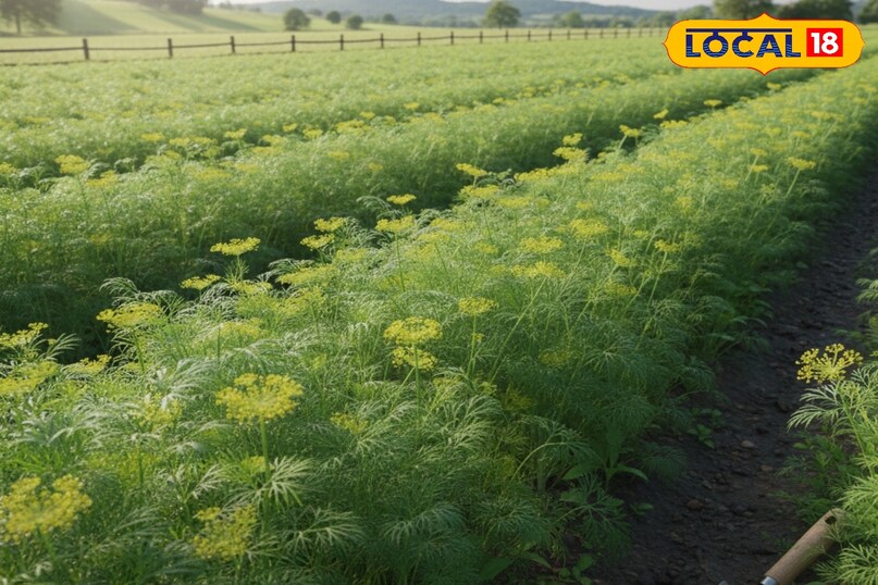 सोया साग से ज्यादा कटिंग कैसे लें, सोया साग की फसल कैसे उगाएं, सोया साग को कोमल कैसे बनाएं रखें, सोया साग को कैसे पकाएं, लोकल 18, How to take more cuttings from soya greens, how to grow soya greens, how to keep soya greens tender, how to cook soya greens, local