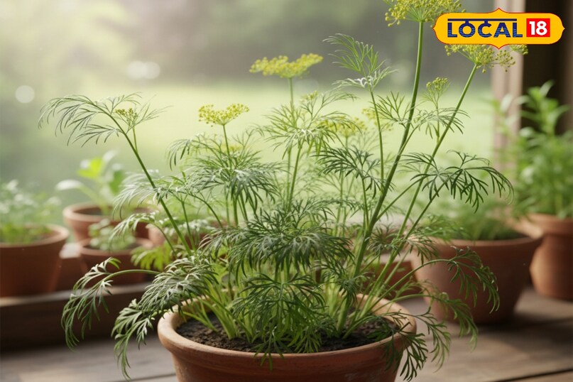 सोया साग से ज्यादा कटिंग कैसे लें, सोया साग की फसल कैसे उगाएं, सोया साग को कोमल कैसे बनाएं रखें, सोया साग को कैसे पकाएं, लोकल 18, How to take more cuttings from soya greens, how to grow soya greens, how to keep soya greens tender, how to cook soya greens, local