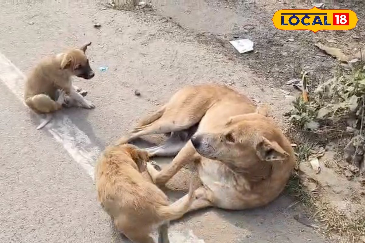 स्ट्रीट डॉग्स की जान बचाने का नया तरीका, बस गले में डालें ये रिफ्लेक्टर पट्टा