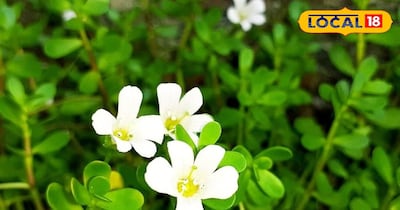 ब्राह्मी